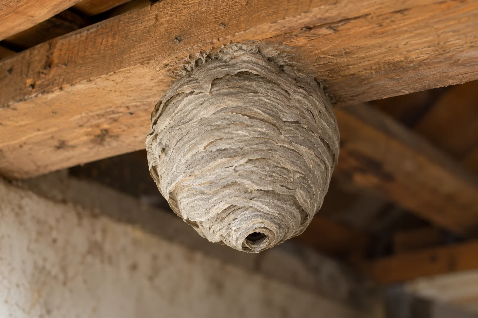 Znázornění uzavřeného papírového vosího hnízda přichyceného k dřevěnému trámu.